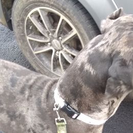 Ellie - Great Dane