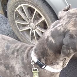 Ellie - Great Dane