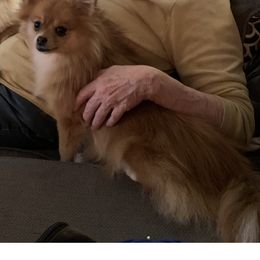Toscha - Pomeranian