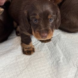 Dachshund Puppies from Andrea Swayne