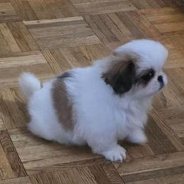 Angel - White female Pekingese puppy in Winchester, Virginia from Posh Pekingese
