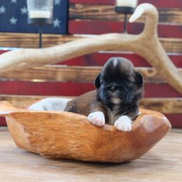 Charlotte - Black gold and white female Shih Tzu puppy in Hatfield, Pennsylvania from Chrysanthemum Creek