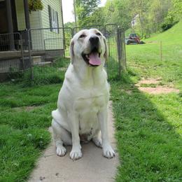 Labrador - Yellow female Labrador Retriever puppy in Fairview, West Virginia from Treasure Mountain Labrador Retrievers