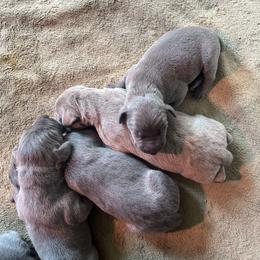 Boy 2 - male Weimaraner puppy in Appling, Georgia from Georgia Line Weimaraners