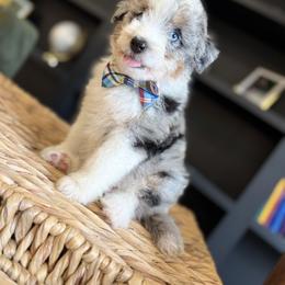 Aussiedoodle, Bernedoodle, and Sheepadoodle Puppies from DeAnna’s Doodles