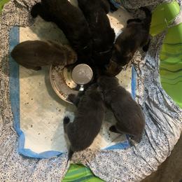 German Shepherd Puppies from Devon Rugerio's German Shepherds