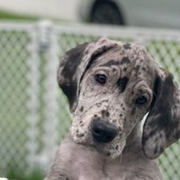 Great Danes from Bell Family Danes