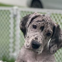Great Danes from Bell Family Danes