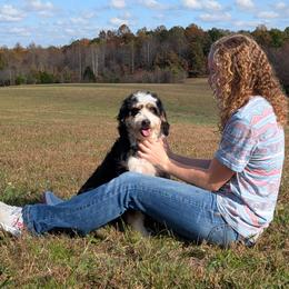 Bernedoodles and Cavapoos from Spencer's "lil" Cavapoos & Bernedoodles