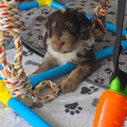 Woody - Chocolate merle male Bernedoodle puppy in Malden, Illinois from Doting Doodles