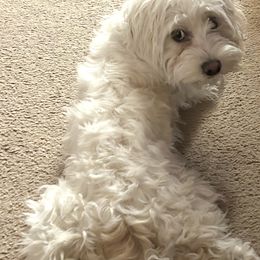 Bernedoodles and Cockapoos from Doodles of Joy