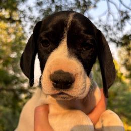 Rosemary - lime green collar - Black and white female German Shorthaired Pointer puppy in Mokelumne Hill, California from Underhill GSP