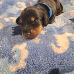 Raven - Black and tan male Dachshund puppy in Statesville, North Carolina from Dannie's Doxies