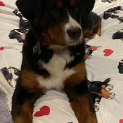 Bernese Mountain Dogs from Wanderlust Bernese Mountain Dogs