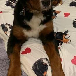 Bernese Mountain Dogs from Wanderlust Bernese Mountain Dogs