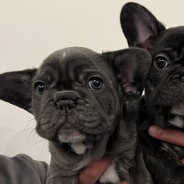 French Bulldogs from Wasia’s Frenchies