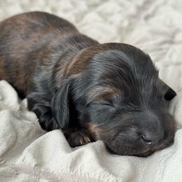 Girl 4 - Brindle female Dachshund puppy in Allenhurst, Georgia from B’s Dapper Dachshunds
