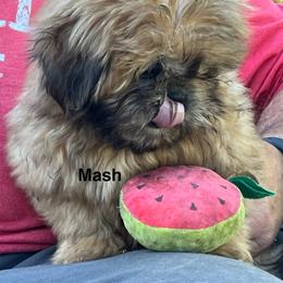 Mash - Red and tan male Shih Tzu puppy in Bloomfield, Indiana from Meihem Pups