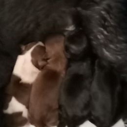 Shih Tzu Puppies from Jennifer Gilpatrick