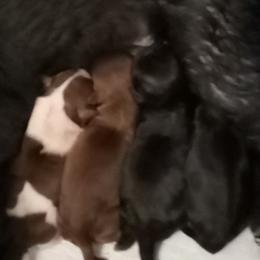 Shih Tzu Puppies from Jennifer Gilpatrick