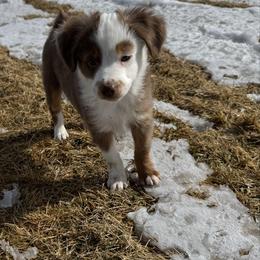 Prancer - Red tri male Toy Australian Shepherd puppy in Menan, Idaho from Teton Toy Aussies