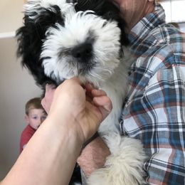 Aussiedoodle Puppies from Brambleberry Doodles
