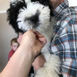 Aussiedoodle Puppies from Brambleberry Doodles