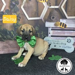 Marigold - Fawn Great Dane puppy in Spiro, Oklahoma from Big Birch Danes