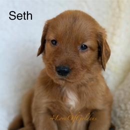 Seth - Dark golden male Golden Retriever puppy in La Verne, California from 4LoveofGoldens