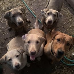Dilute Retrievers from MBR Labradors