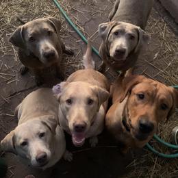 Dilute Retrievers from MBR Labradors