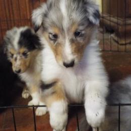 River - Blue merle and white male Collie puppy in New Mexico from Red Canyon