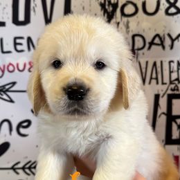 Sven (Orange Collar) - Golden Retriever puppy from River City Golden Retrievers