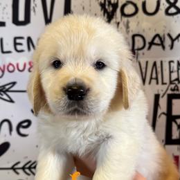 Sven (Orange Collar) - Golden Retriever puppy from River City Golden Retrievers