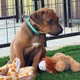 Ace - Rd whtn brn nose male Rhodesian Ridgeback puppy in Montgomery, Texas from Timber Ridge Kennels