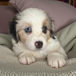 Billy - Blue merle male Miniature Australian Shepherd puppy in Placerville, California from JRW COLDSPRINGS MINI AUSSIE’S