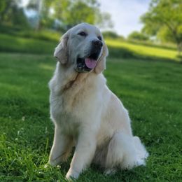 Cleora 'Cleo' - Light golden female Golden Retriever puppy in Pembroke, Virginia from Springhouse Farms