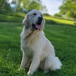 Cleora 'Cleo' - Light golden female Golden Retriever puppy in Pembroke, Virginia from Springhouse Farms