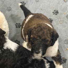 Pink - Parti female Poodle puppy in Maryland from Hernwood Heelers & Poodles