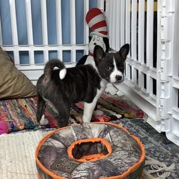 Boady - Brindle and white male Basenji puppy in New Albany, Indiana from My African Gems