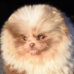 Pomeranians from VanityPom’s