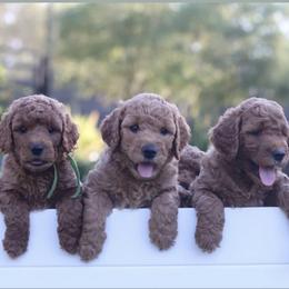 Double Doodle and Goldendoodle Puppies from GoldendoodlePaw