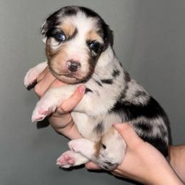 Cerberus - Blue merle male Australian Shepherd puppy in Weeki Wachee, Florida from Ace of Spades Australian Shepherds