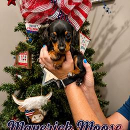 Blackberry - Black and tan male Dachshund puppy in Waco, Georgia from Huff Family Doxies & Doodles