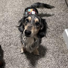 Manix - Dachshund