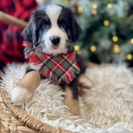 JACK o Lantern - male Australian Mountain Doodle puppy in Taylors, South Carolina from Aspen Mountain Doodles LLC