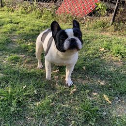 Bulldog and French Bulldog Puppies from Sweet N Lo Bulldogs
