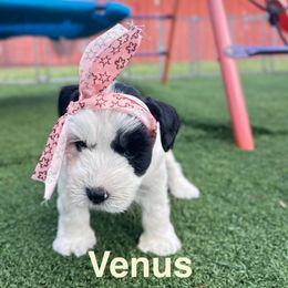 Venus - Parti female Miniature Schnauzer puppy in Deltona, Florida from LIZ FANCY SCHNAUZERS