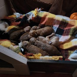 Boy 2 - Red  Goldendoodle puppy in Wellford, South Carolina from 4goldendoodles