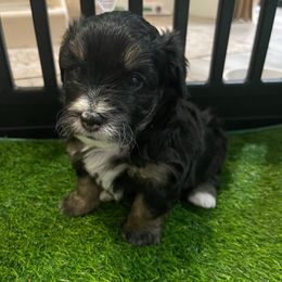 Woody - Tri-color male Bernedoodle puppy in Port Saint Lucie, Florida from Eastside Paws LLC